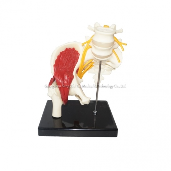 Human Pelvis Model
