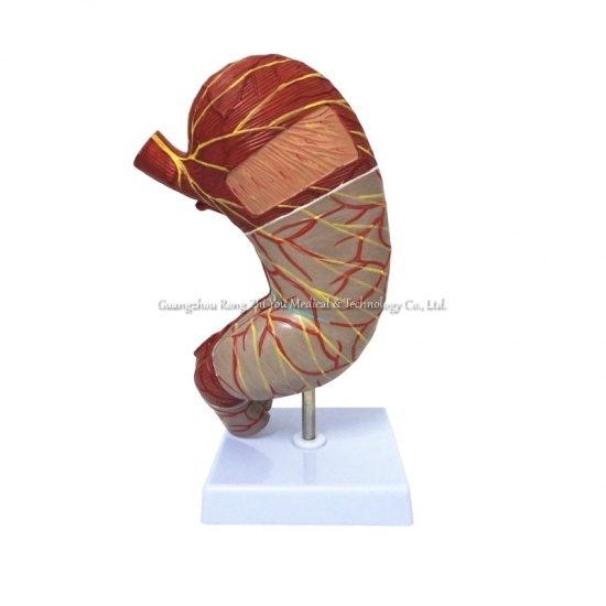Stomach Model