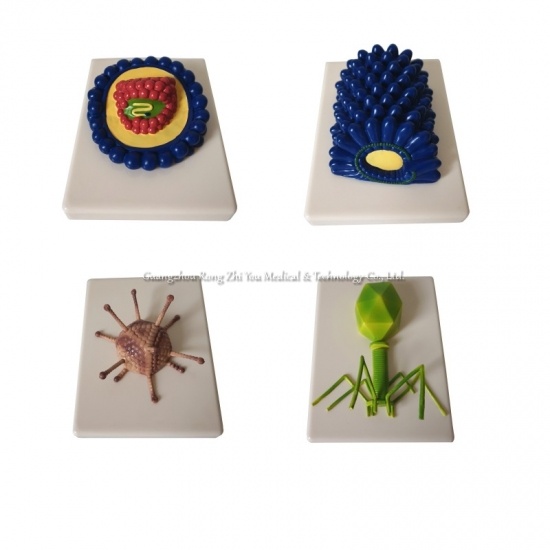 Virus Model