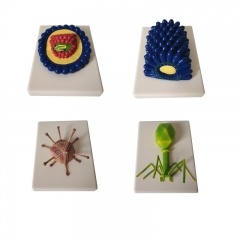 Virus Model