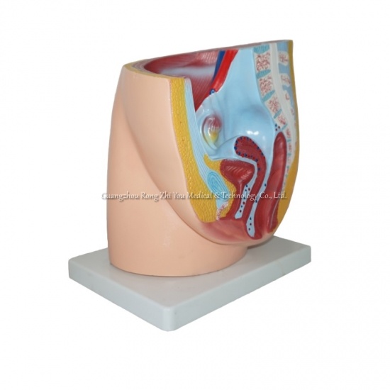 Female Pelvis Model