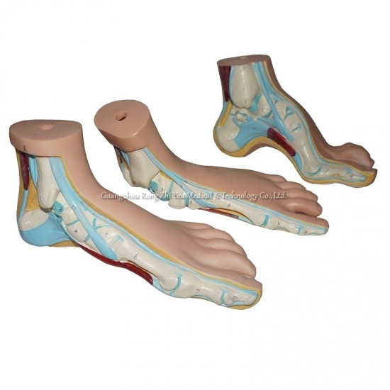 Normal Flat Arched Foot Human Foot Medical Model