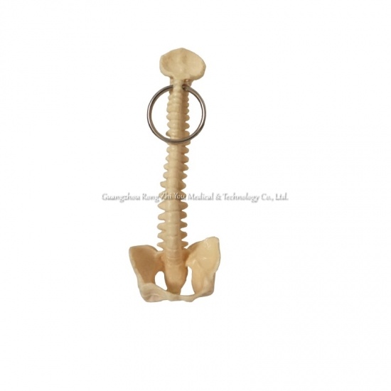 Spine Key Chain