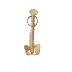 Spine Key Chain