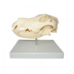 Dog Skull Model