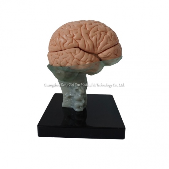 Brian Anatomical Model