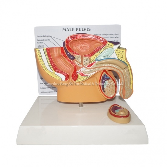 Prostate Model
