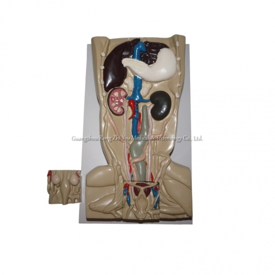 Canine Genitourinary Model