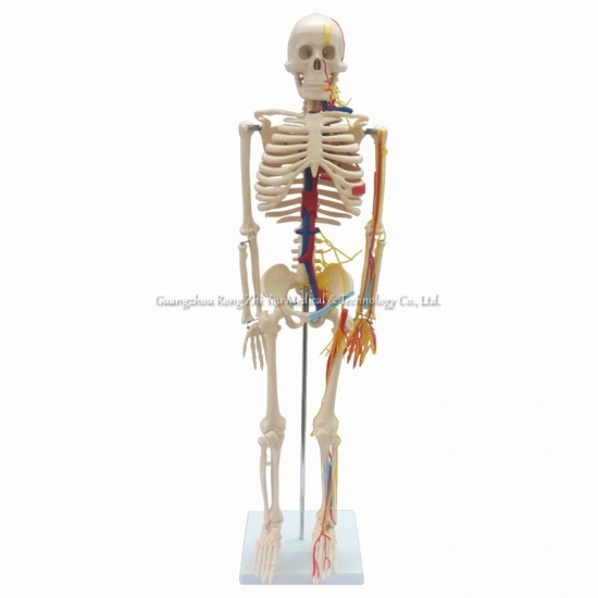 85cm Tall Human Skeleton Model