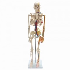 85cm Tall Human Skeleton Model