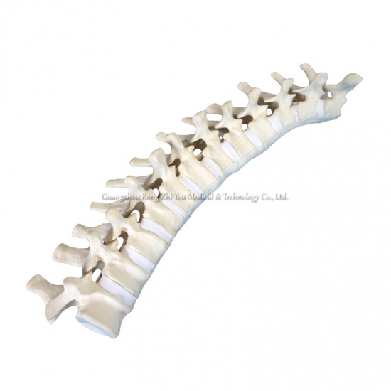 Thoracic Vertebra Model
