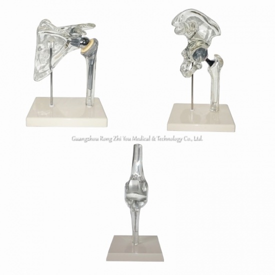 Human Joint Model