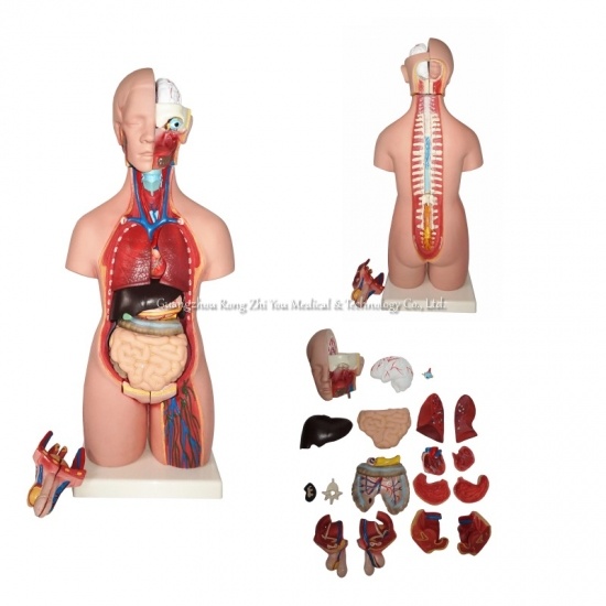 Human Torso Model