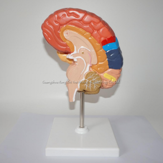Medical Anatomical Human Model