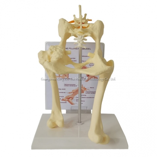 Dog Lumbar Vertebra
