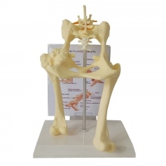 Dog Lumbar Vertebra