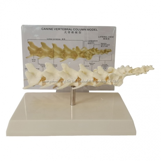  Canine Vertebral Lumbar Model