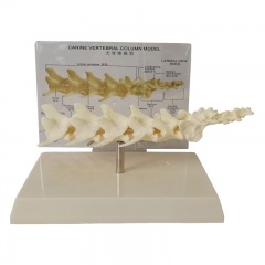  Canine Vertebral Lumbar Model