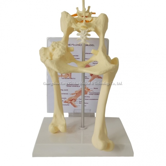 Osteological Veterinary Models