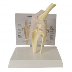 Dog Knee Model