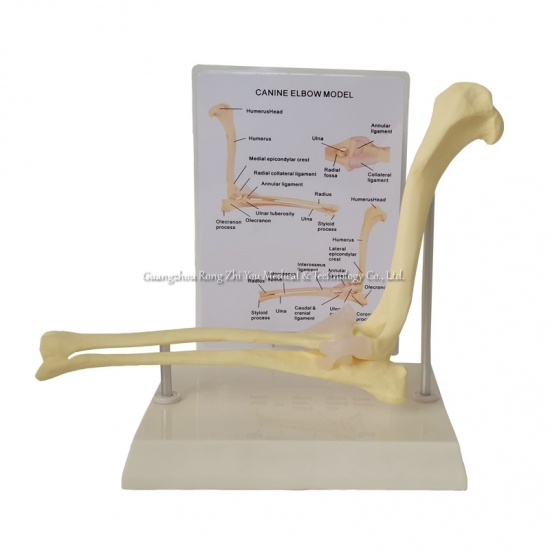 Dog Anatomical Elbow