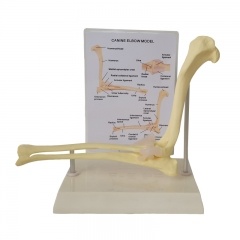 Dog Anatomical Elbow