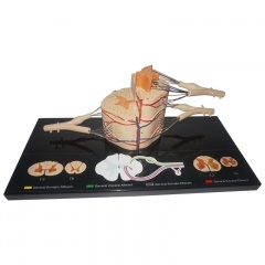Spinal Cord System Model