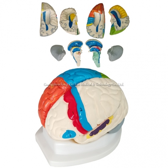 Medical Anatomical Human Model