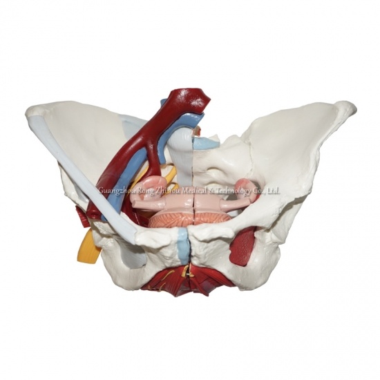 Male Pelvis Model