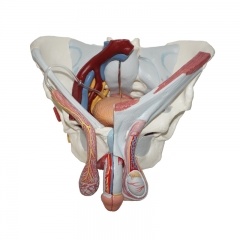 Male Pelvis Model
