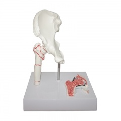 Human Joint Model
