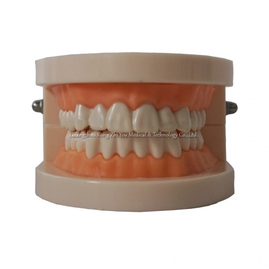 Human Teeth Model