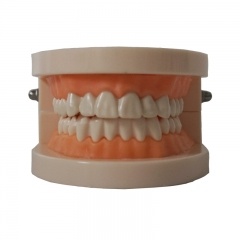 Human Teeth Model