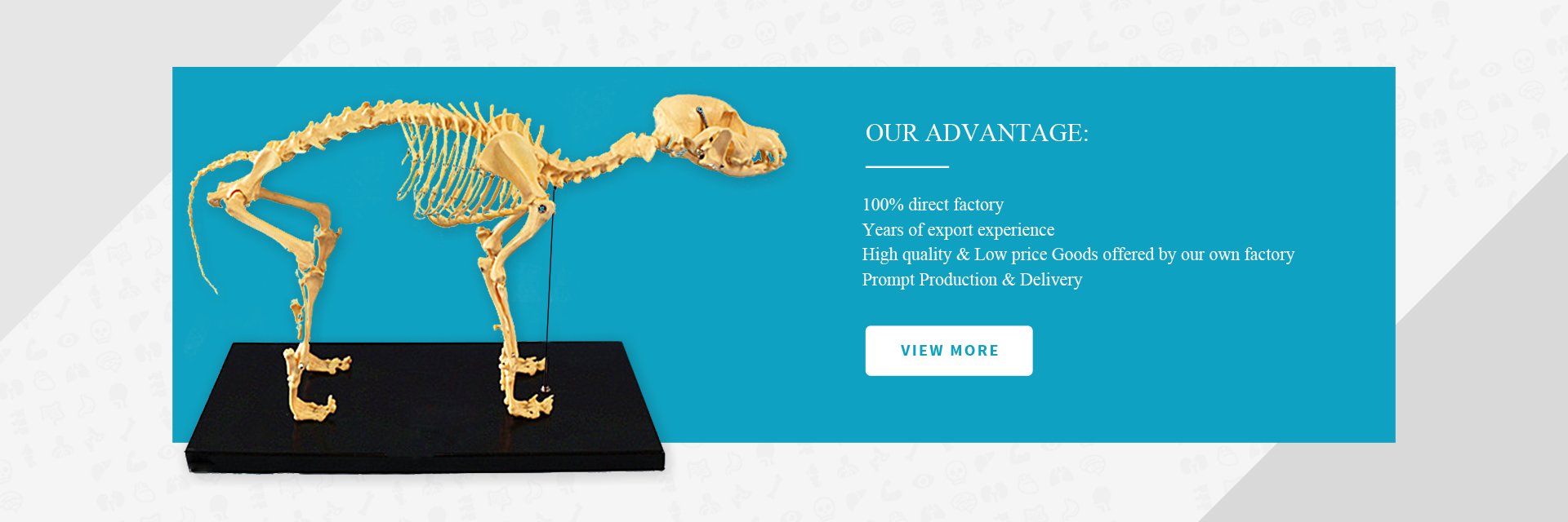 Veterinary Anatomy Model